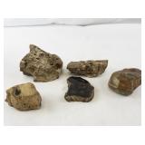 Collection of 5 Petrified Wood Specimens