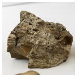 Collection of 5 Petrified Wood Specimens