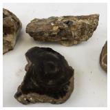 Collection of 5 Petrified Wood Specimens