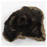 Collection of 5 Petrified Wood Specimens