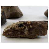 Collection of 5 Petrified Wood Specimens