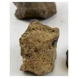 Collection of 5 Petrified Wood Specimens