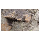 Bobcat 12" Auger Bit Bobcat 12" Auger Bit