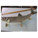 Taxidermy Fish Mount - 36"