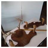 Taxidermy Lot of 2 Racks