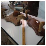 Taxidermy Lot of 2 Racks