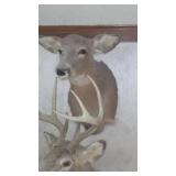 Doe Head Taxidermy Mount