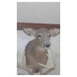 Doe Head Taxidermy Mount