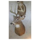 Buck Head Taxidermy Mount