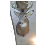 Buck Head Taxidermy Mount
