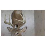 Buck Head Taxidermy Mount