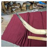 Beautiful Set of Long Horns as shown in photo Beautiful Set of Long Horns as shown in photo