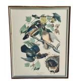 Framed Summer or Wood Duck Audubon Print