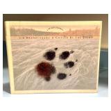 Chased By The Light by Jim Brandenburg Hardcover Photo Book