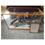 Awesome Stuffed Fisher in Custom Display Case