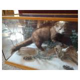 Awesome Stuffed Fisher in Custom Display Case