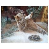 Awesome Stuffed Fisher in Custom Display Case