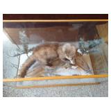 Awesome Stuffed Fisher in Custom Display Case