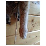 Native American Bow & Arrows With Bobcat Skin Quiver - Very Neat!