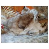 Native American Bow & Arrows With Bobcat Skin Quiver - Very Neat!