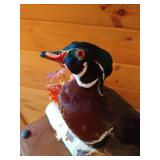 Mounted Stuffed Wood Duck