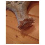 Moose Antler with Scrimshaw Deer Scene