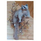 Professionally Mounted Raccoon
