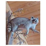 Professionally Mounted Raccoon
