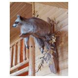Professionally Mounted Raccoon