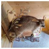 Professionally Mounted Raccoon