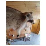 Professionally Mounted Raccoon