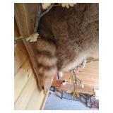 Professionally Mounted Raccoon