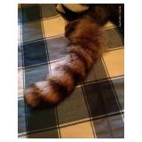 Raccoon Lot - (2) Real Raccoon Tails