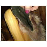 Raccoon Skin Quiver