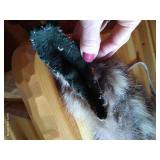 Raccoon Skin Quiver