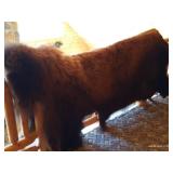 Full Bison Hide - Awesome!
