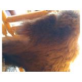Full Bison Hide - Awesome!