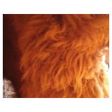 Full Bison Hide - Awesome!