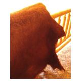 Full Bison Hide - Awesome!