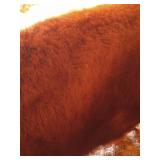 Full Bison Hide - Awesome!