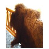Full Bison Hide - Awesome!