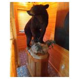 Beautiful Custom Mounted Black Bear on Custom Pedestal