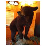 Beautiful Custom Mounted Black Bear on Custom Pedestal