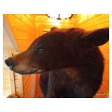 Beautiful Custom Mounted Black Bear on Custom Pedestal
