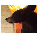 Beautiful Custom Mounted Black Bear on Custom Pedestal