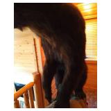 Beautiful Custom Mounted Black Bear on Custom Pedestal