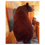 Beautiful Custom Mounted Black Bear on Custom Pedestal