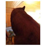 Beautiful Custom Mounted Black Bear on Custom Pedestal