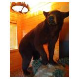 Beautiful Custom Mounted Black Bear on Custom Pedestal