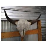 Bison Skull With Horns